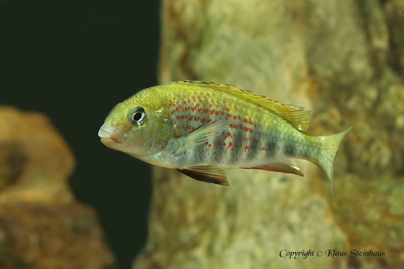 Pseudosimochromis babaulti